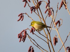 Zosterops japonicus