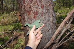 Corymbia erythrophloia
