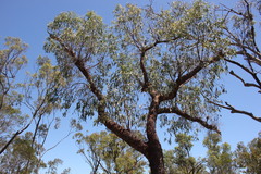 Corymbia erythrophloia