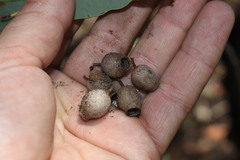 Corymbia erythrophloia