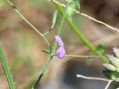 Dicliptera paniculata