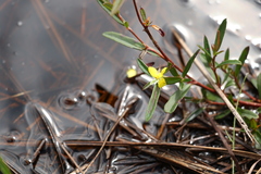 Hibbertia salicifolia