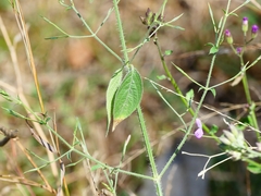 Dicliptera paniculata