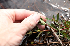 Hibbertia salicifolia