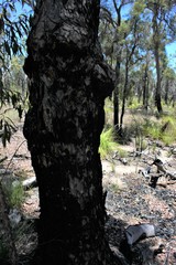 Corymbia trachyphloia