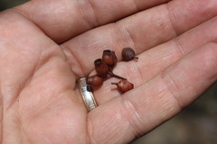 Corymbia trachyphloia