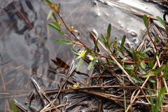 Hibbertia salicifolia