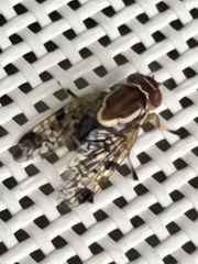Scholastes bimaculatus