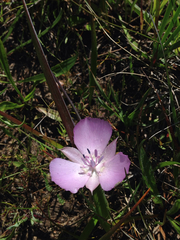 Calochortus uniflorus