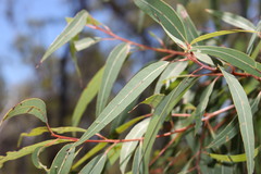 Corymbia trachyphloia