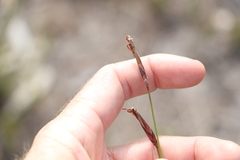Schoenus scabripes