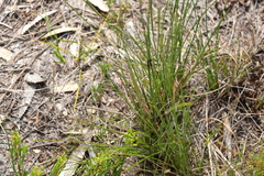 Schoenus scabripes