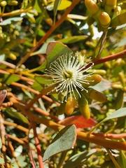 Eucalyptus utilis
