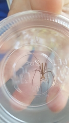 Tetragnatha elongata