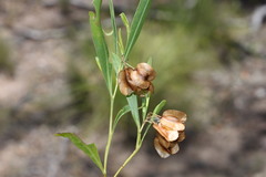 Dodonaea lanceolata