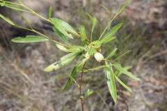 Dodonaea lanceolata