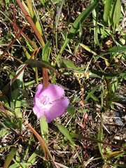 Calochortus uniflorus