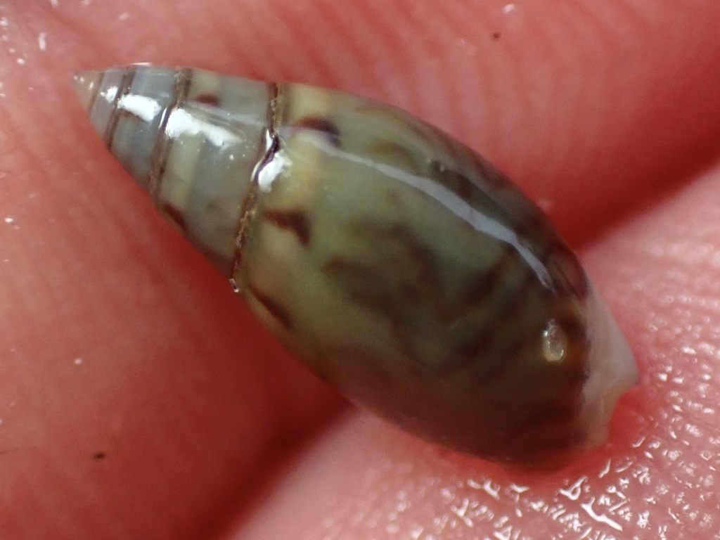 Beatic Dwarf Olive Snail