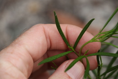 Zieria laxiflora