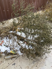 Ambrosia artemisiifolia