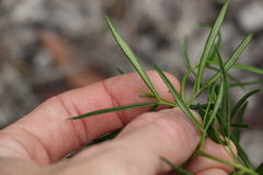Zieria laxiflora