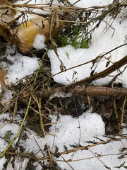 Ambrosia artemisiifolia