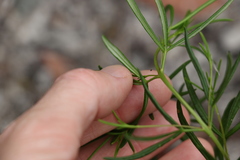 Zieria laxiflora