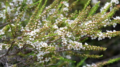 Leptospermum liversidgei