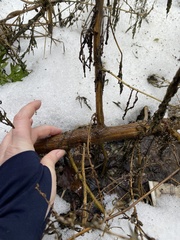 Ambrosia artemisiifolia