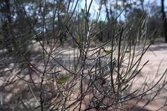 Acacia aneura