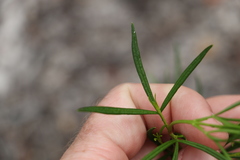Zieria laxiflora
