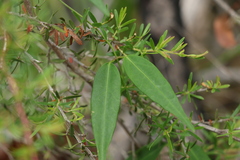 Leichhardtia fraseri