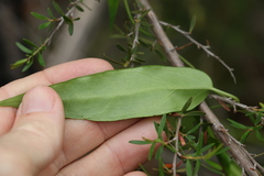 Leichhardtia fraseri