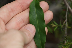 Leichhardtia fraseri