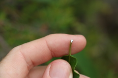 Leichhardtia fraseri