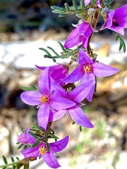 Boronia amabilis