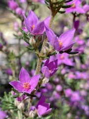 Boronia amabilis