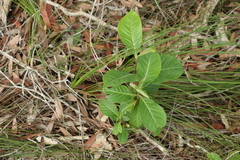 Glochidion sumatranum