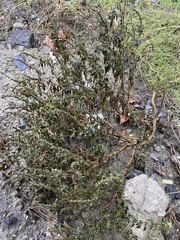 Ambrosia artemisiifolia