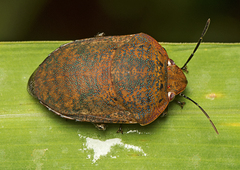 Coleotichus artensis