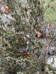 Ambrosia artemisiifolia