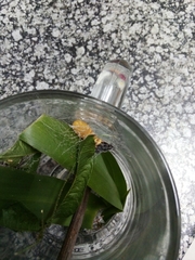 Egybolis vaillantina