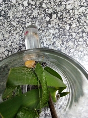 Egybolis vaillantina