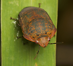 Coleotichus artensis