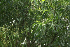 Acacia falcata