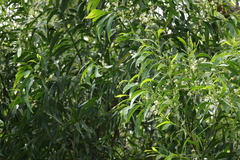 Acacia falcata