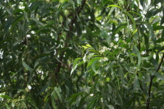 Acacia falcata