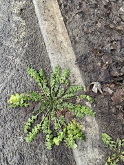 Capsella bursa-pastoris