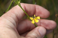 Goodenia stelligera