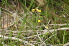 Goodenia stelligera